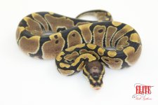 ScalelessHeadF2-logo.jpg