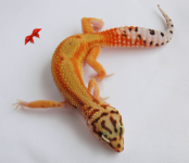 dsc-0086-1-2.png