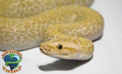HYPGRAMA1-3.jpg