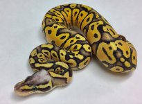 SUPER PASTEL FIRE VANILLA FEMALE.jpg