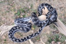 Midwest Serpentarium 16-IN2-NM-M2_20171001_003.jpg