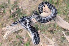 Midwest Serpentarium 16-IN2-NM-M2_20171001_004.jpg