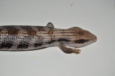 DQS_0862.jpg