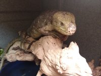 Monkey Tailed Skink (2).jpg