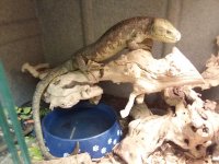Monkey Tailed Skink.jpg
