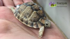 egyptian-tortoise-for-sale.jpg