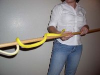yellowsav2.jpg