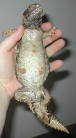 UroBelly2.jpg