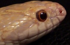 hypo p. king head2.jpg