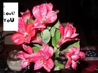 FlowersforSandra.jpg