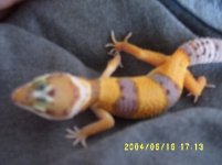 orange2.jpg