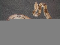 tn_03 100% female het for albino.jpg