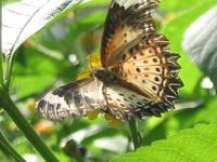 Butterfly2.JPG