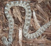snakes 154.jpg