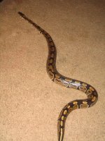 snake16.jpg