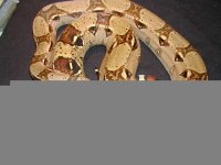 tn_2002 female 100% het for albino.jpg