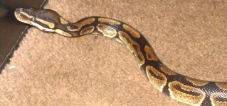 snake17.jpg