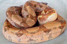 #2 pic my male 03 dh sunglow,poss het ghost.jpg