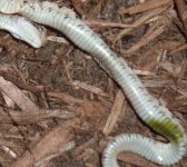 snakes 153.jpg