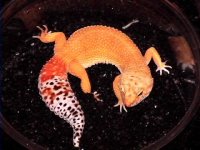 update breeders 017.jpg