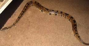 snake19.jpg