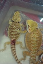 hatchling29 and 9brotherlylove.jpg
