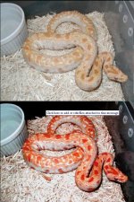 Burm Compare.jpg