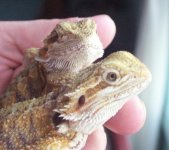 hatchling16and24facecute.jpg