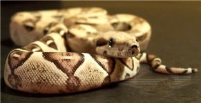 ivory1.jpg