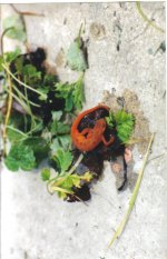 red spotted newt.jpg
