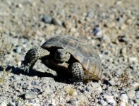 desert tortoise medium.jpg