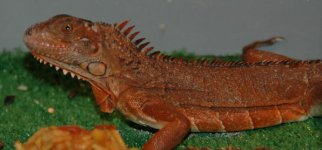 IGUANA.JPG