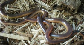 acontias percivali p1.jpg