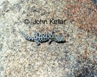 granite night lizard2 Medium Web view.jpg