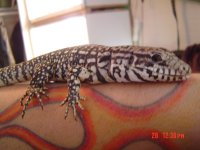 baby7tats026.jpg