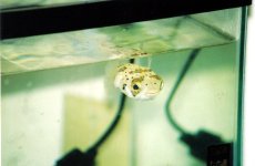 porcupine puffer Medium Web view.jpg