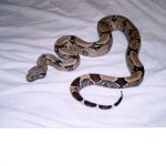 female pic2a.jpg