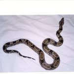 male pic1a.jpg