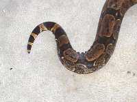 boliviantail1.jpg