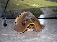 dry hide.jpg