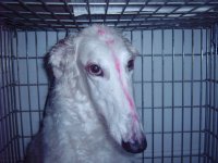 lipstick Bambi 003.jpg