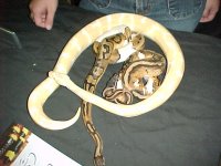 carorepalbino&pieds.jpg