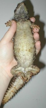 UroBelly01102005.jpg