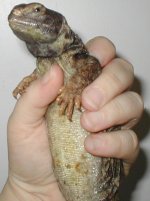 UroSide01102005.jpg