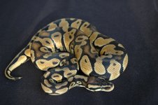 male pastel 5.JPG