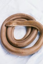 0554538-r1-007-2.jpg