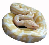 albino male adult.jpg