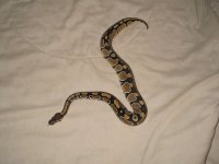 het pied female 1.jpg