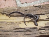 salamander.jpg