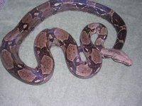 new male res 003.jpg